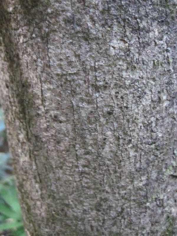 Hirtella 8