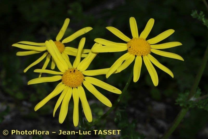 Senecio
