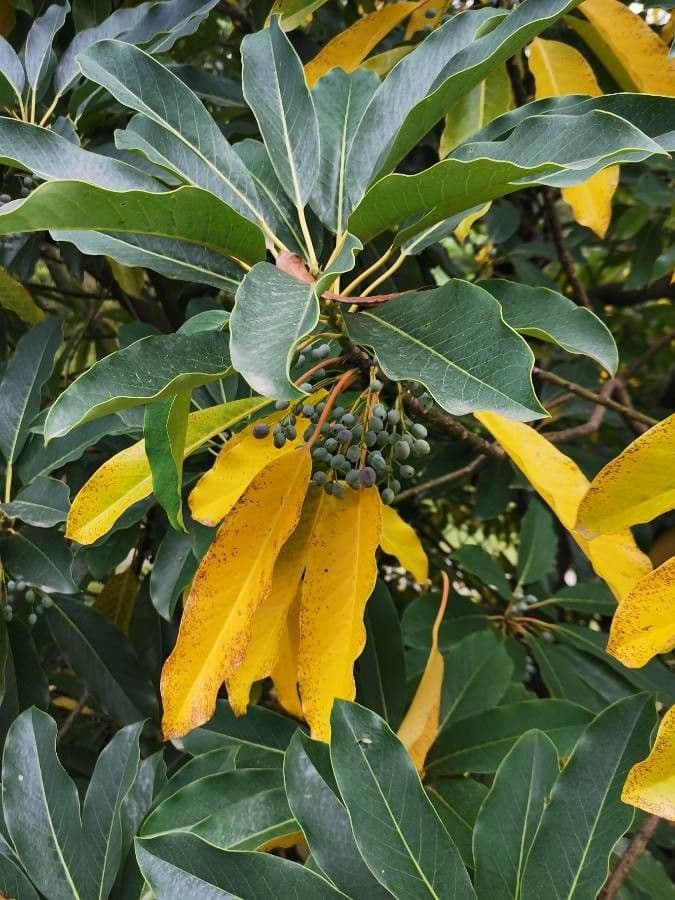 Daphniphyllum 2
