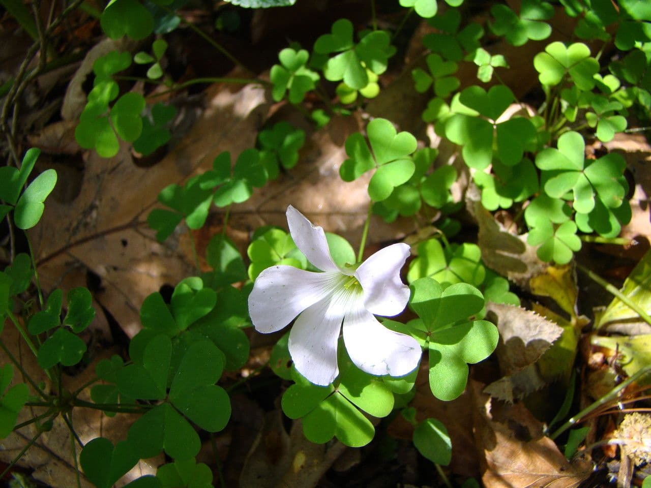 Ossalide incarnata 7