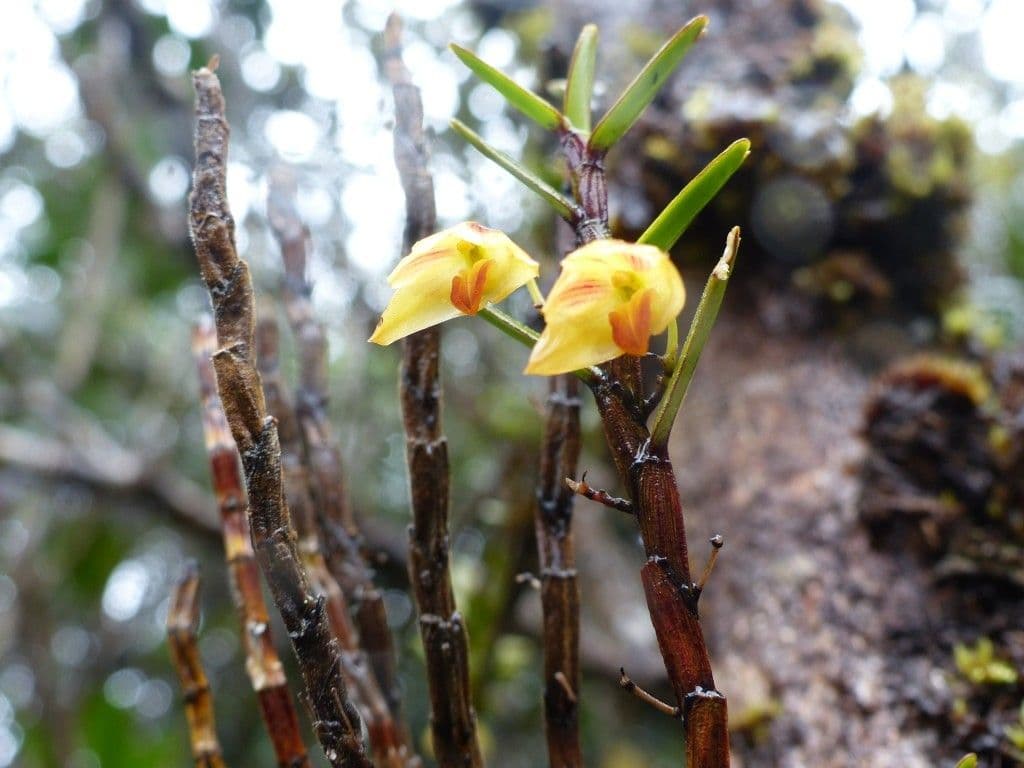 Dendrobium 5