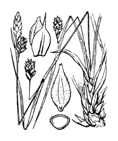 Carex depressa 11