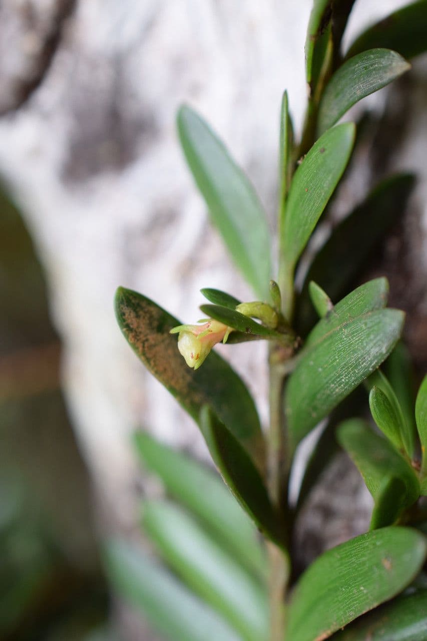 Falcatifolium 2