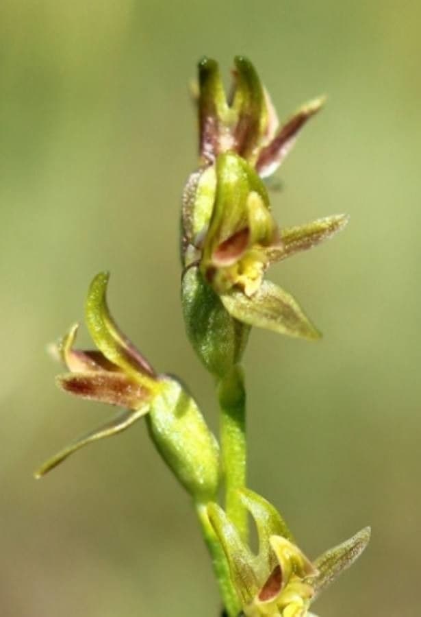 Alpen-Lauch-Orchidee