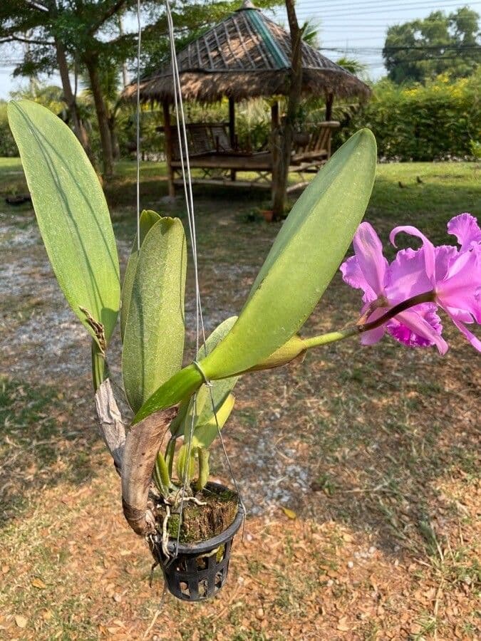 Cattleya 6