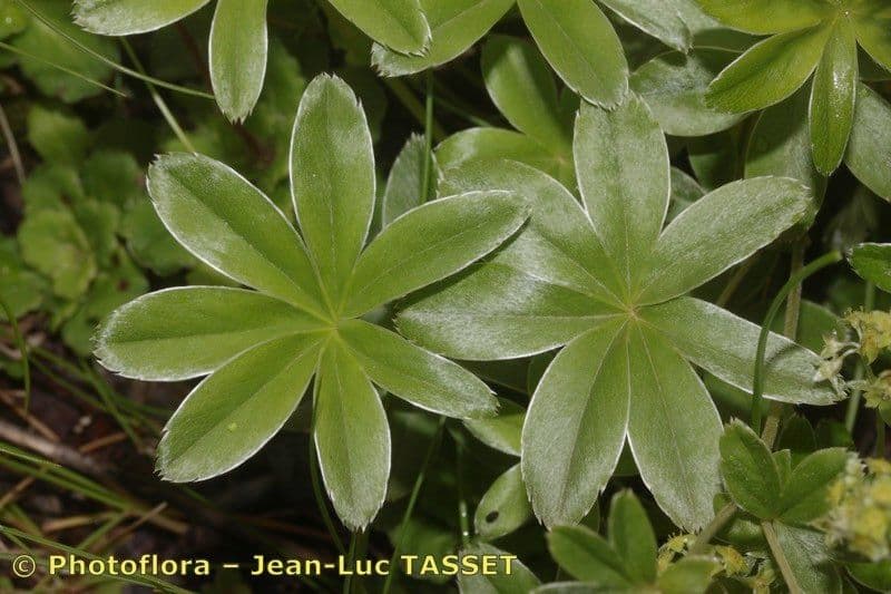 Alchemilla a stelo sottile 7