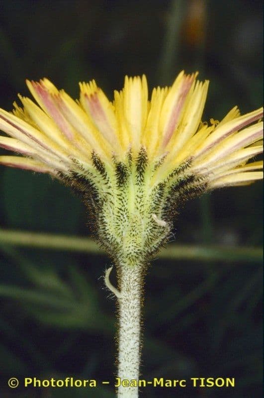 Mäuseöhrchen 2
