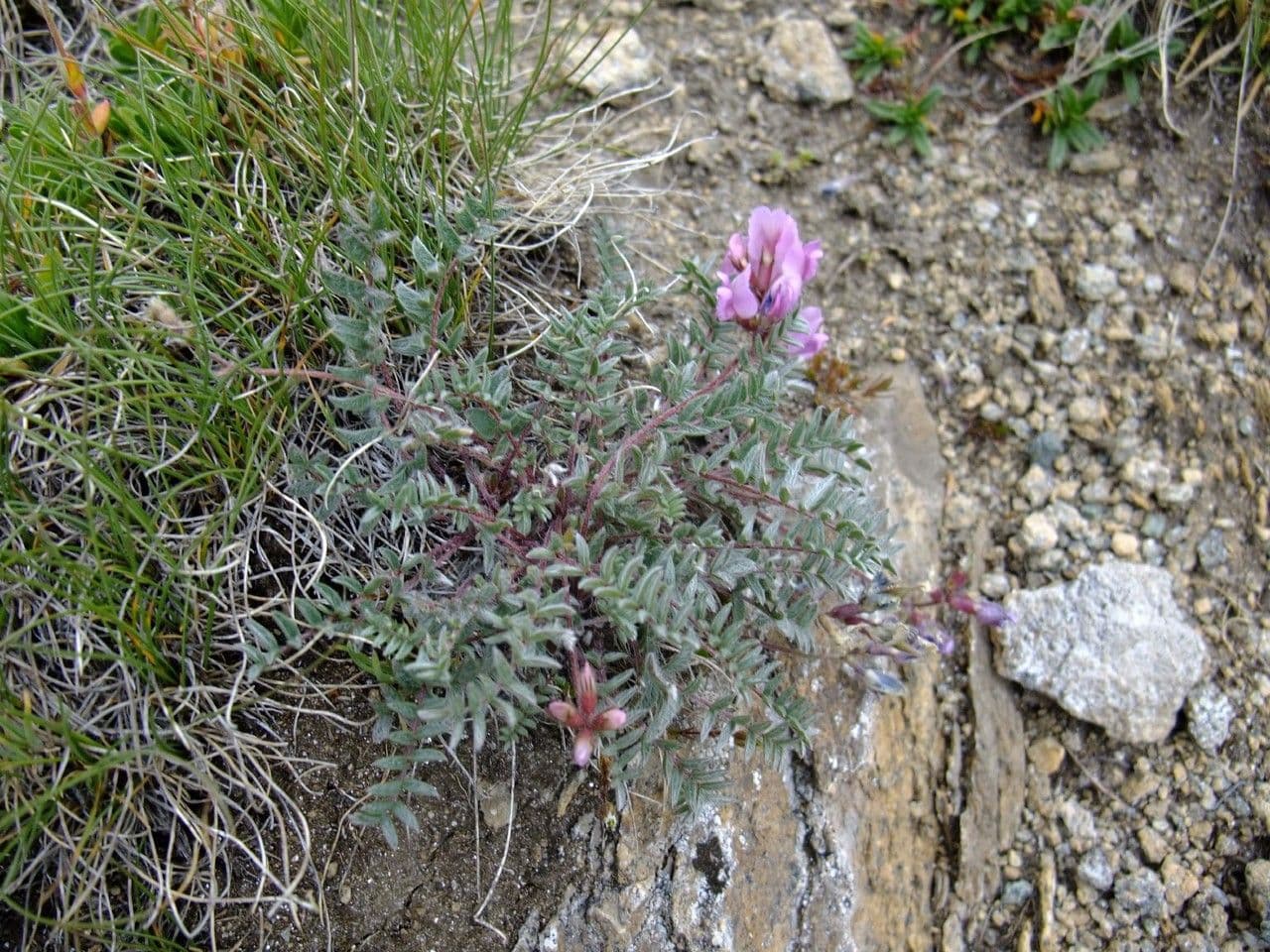 Astragalus onobrychis 11