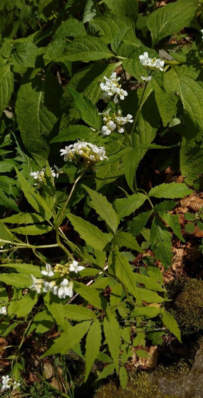 Cardamine bianca 5