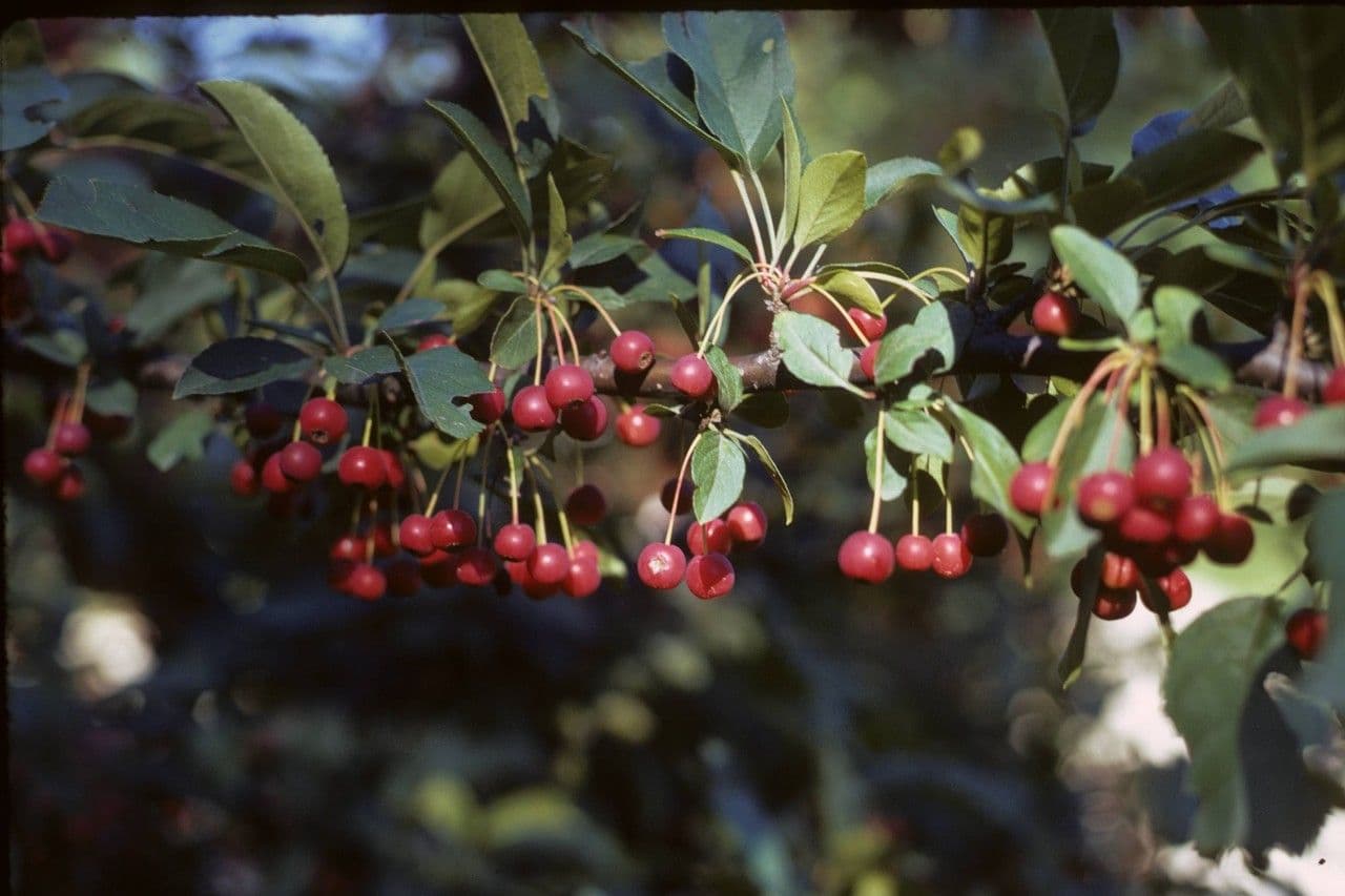 Sargent-Apfel 4