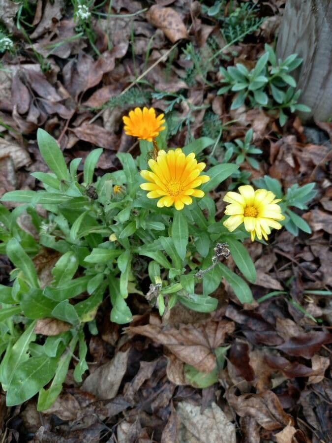 Calendula 11