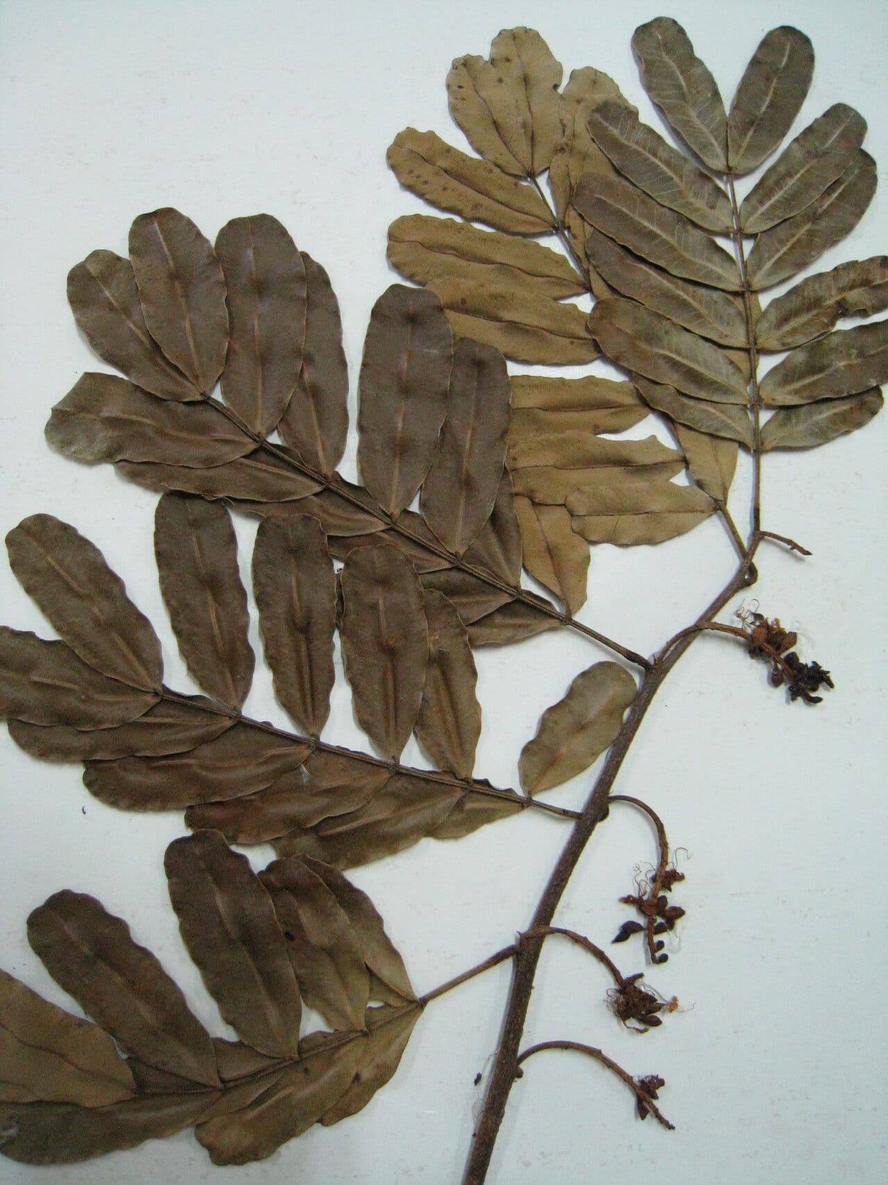Macrolobium