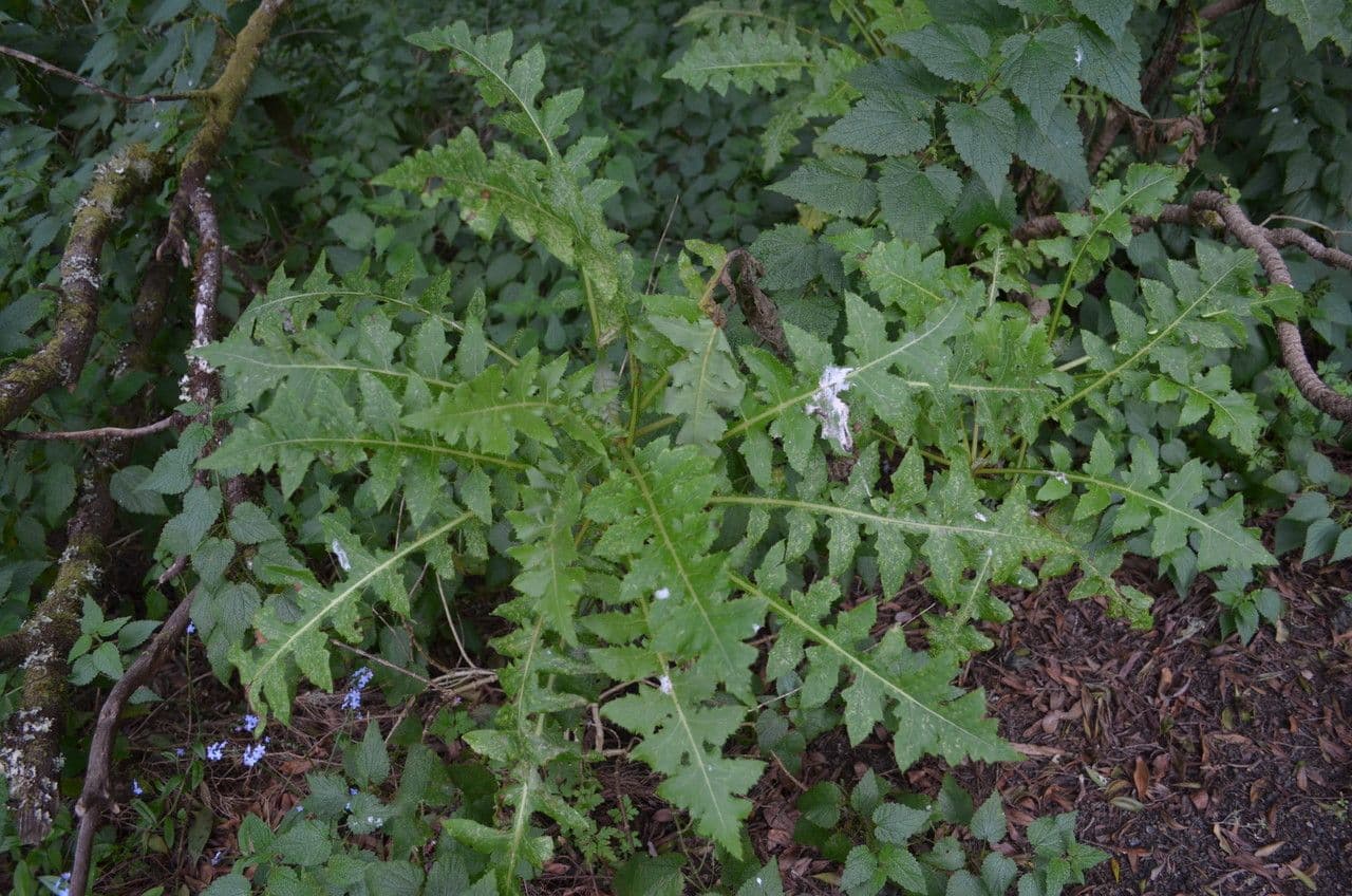 Sonchus gandogeri 9