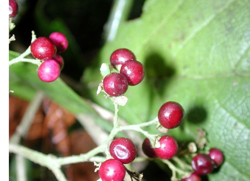 Callicarpa 4