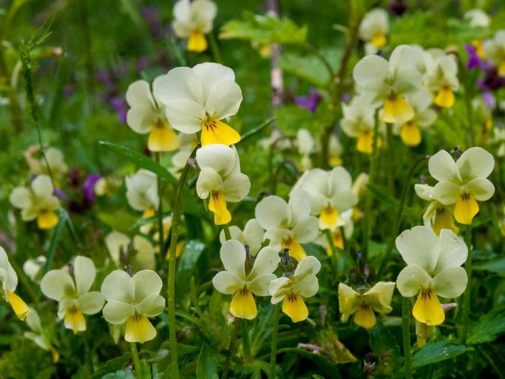 Viola