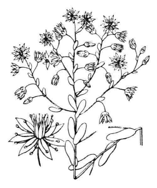 Borracina cerulea 22