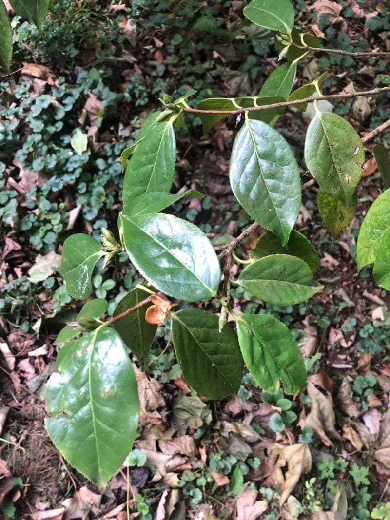 Camelia dello Yunnan 7