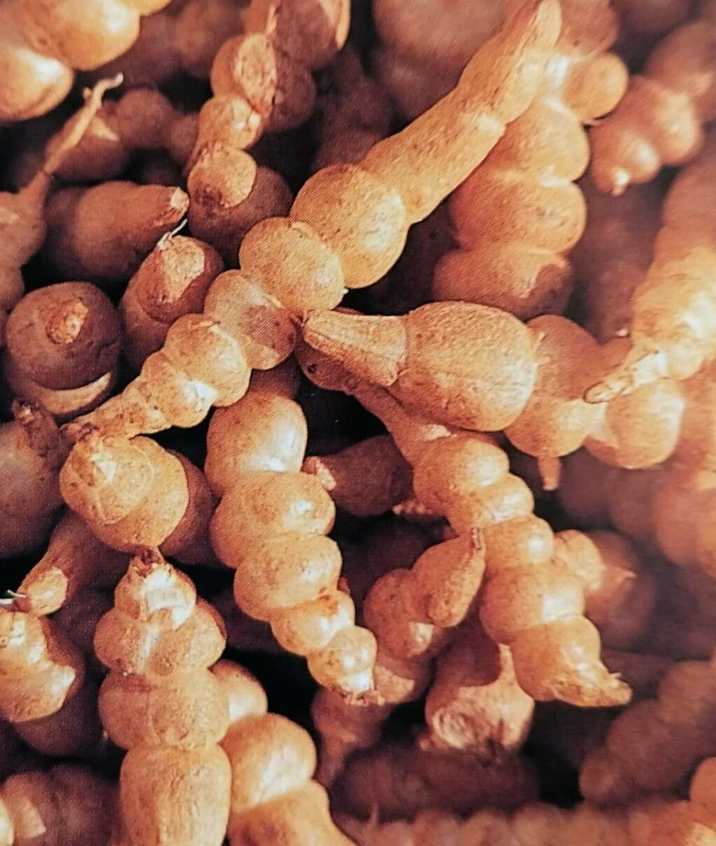 Topinambur 15