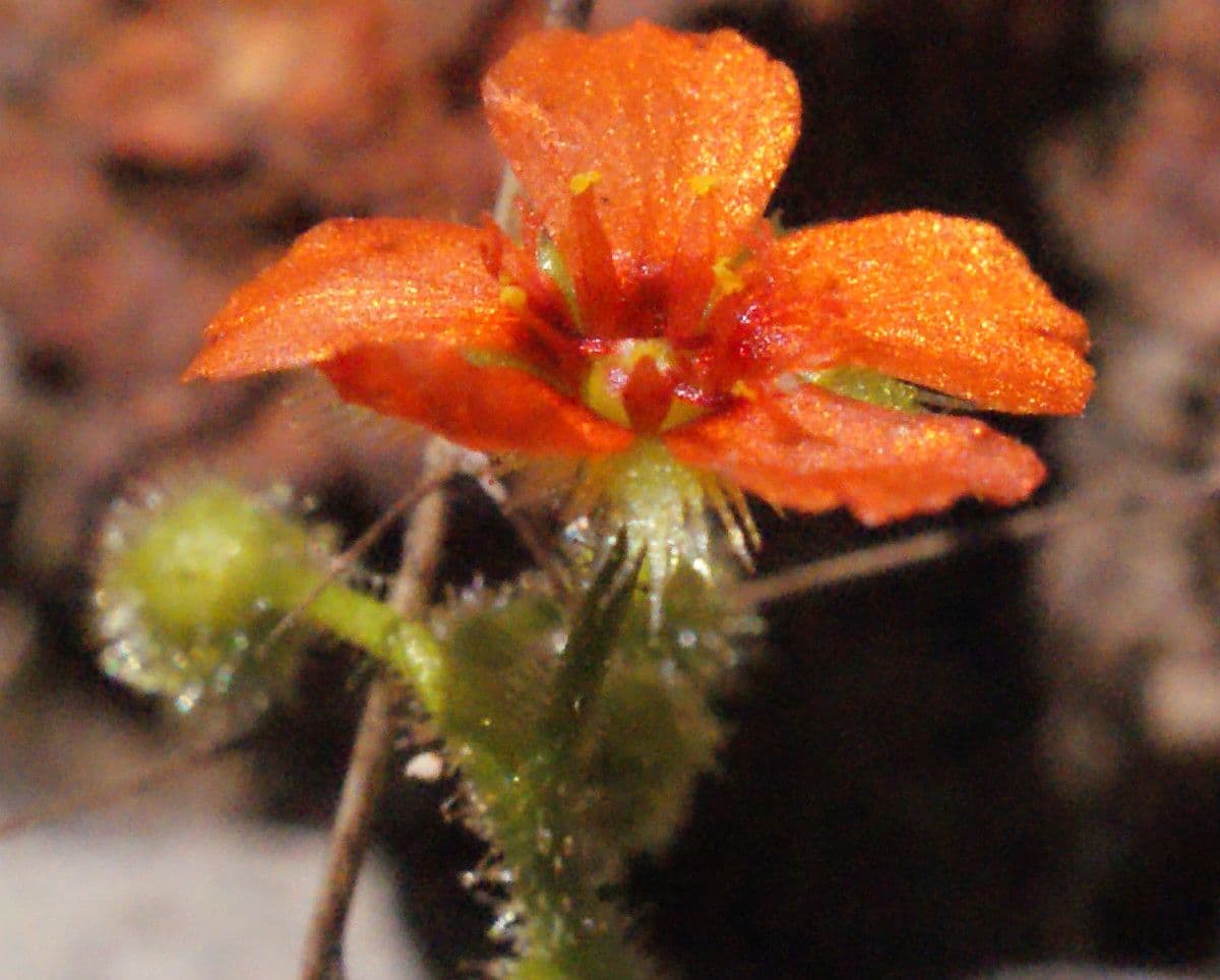 Drosera glanduligera 3