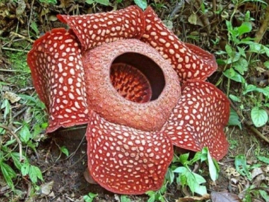 Corpse Flower 4