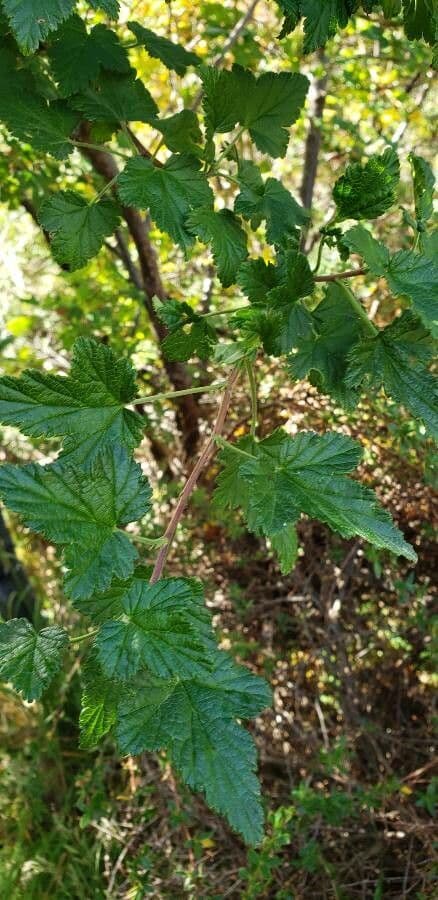 Ribes 15