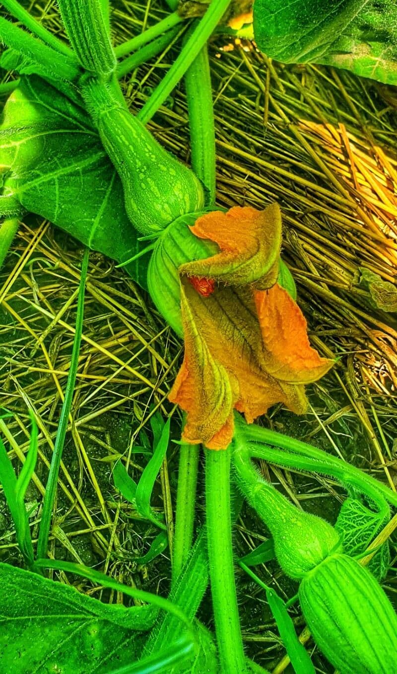 Zucca moscata 3