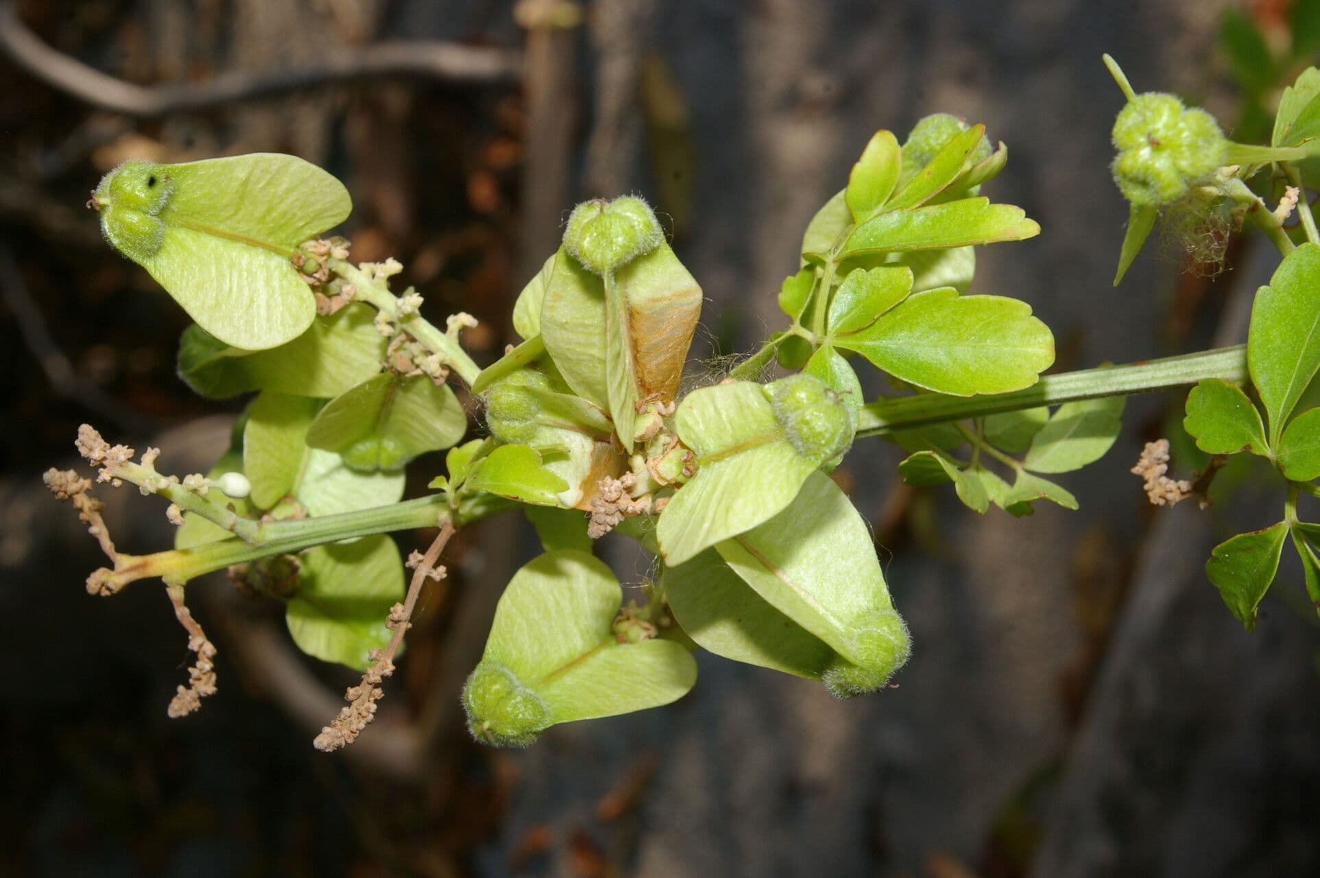 Serjania 2
