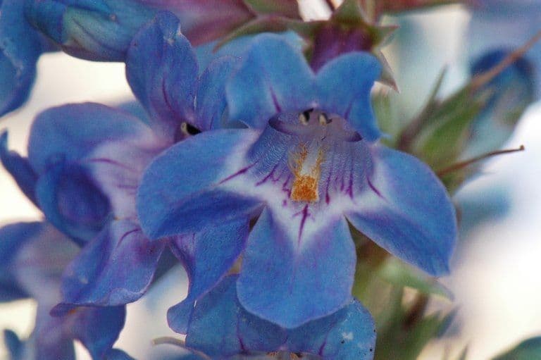 Penstemon 2