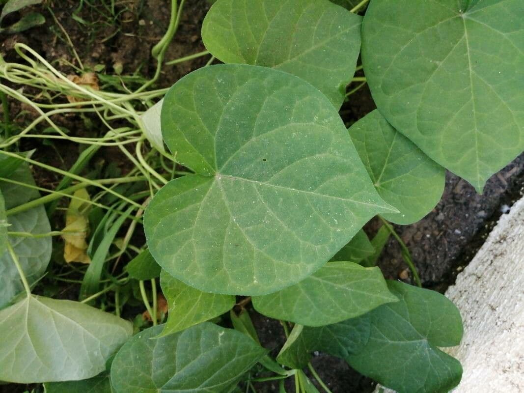 Ipomoea lacunosa 16