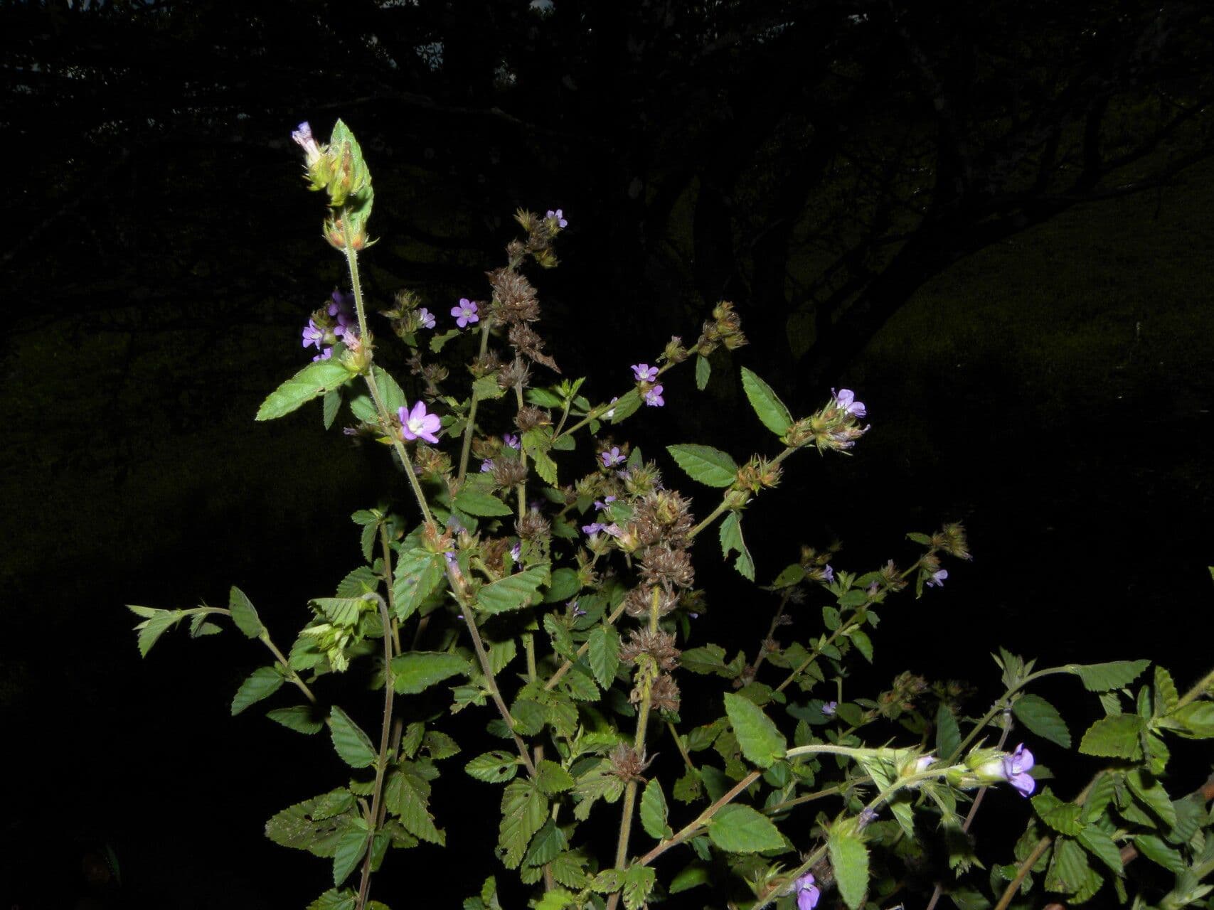 Melochia villosa 7