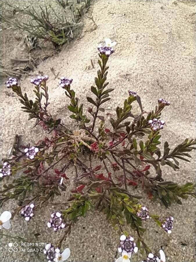 Iberis procumbens 19