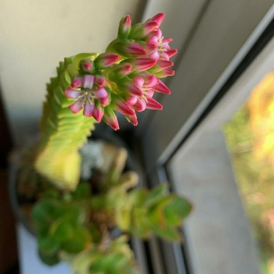 Crassula scarlatta 5