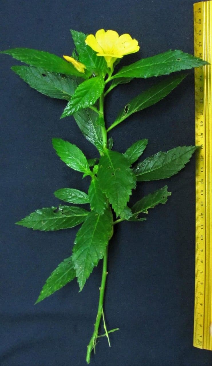 Turnère à feuilles d'orme 26