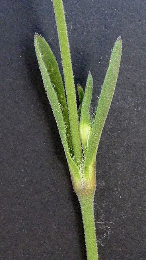 Mediterranean catchfly 24