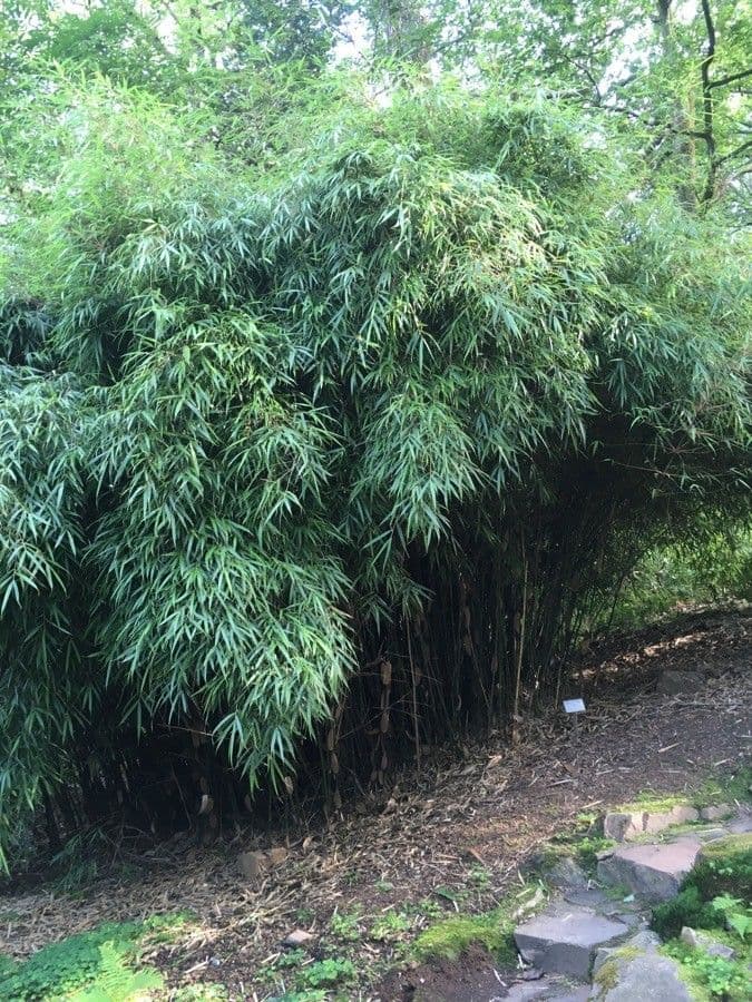 hardy bamboo