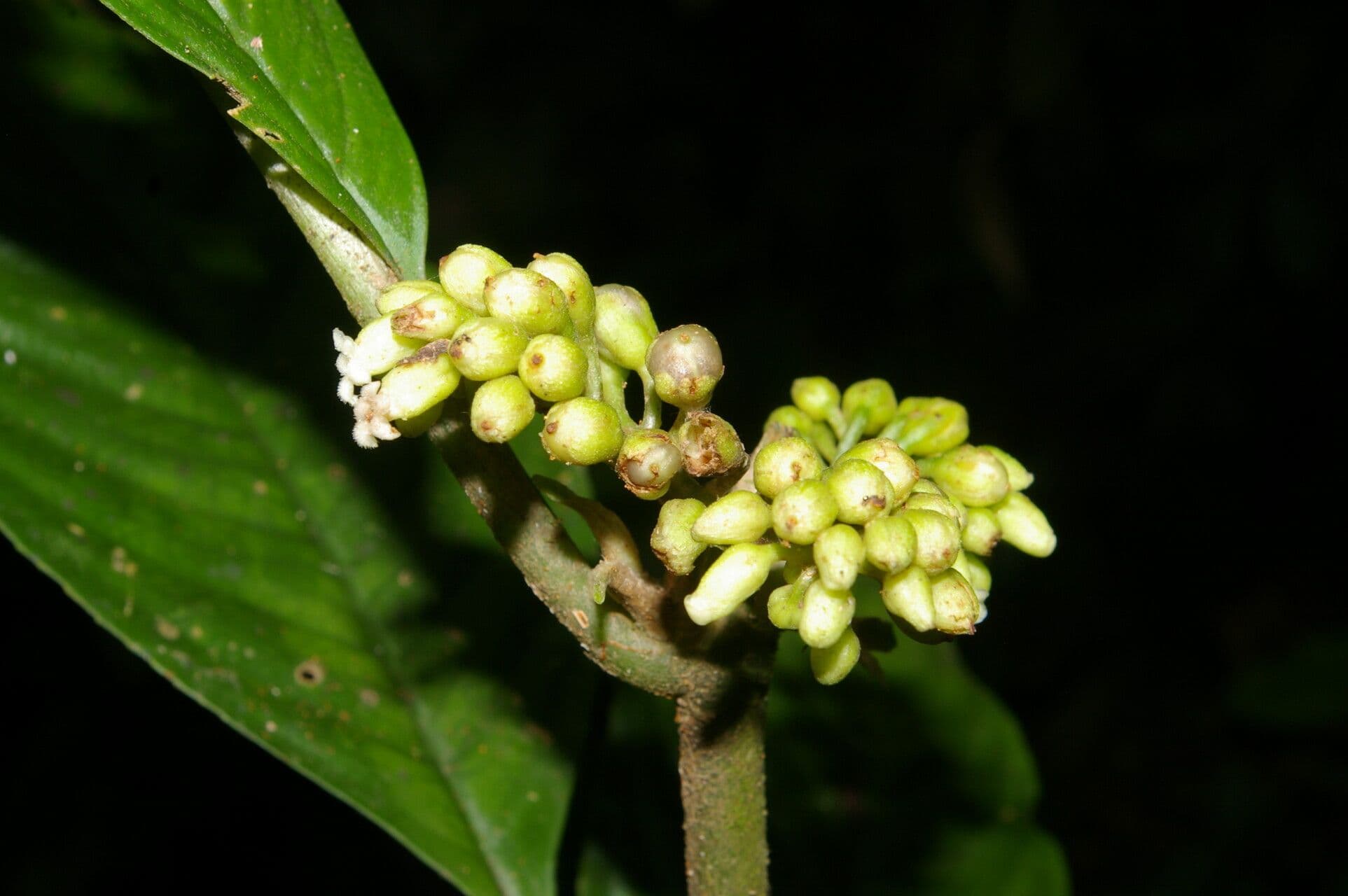 Besleria