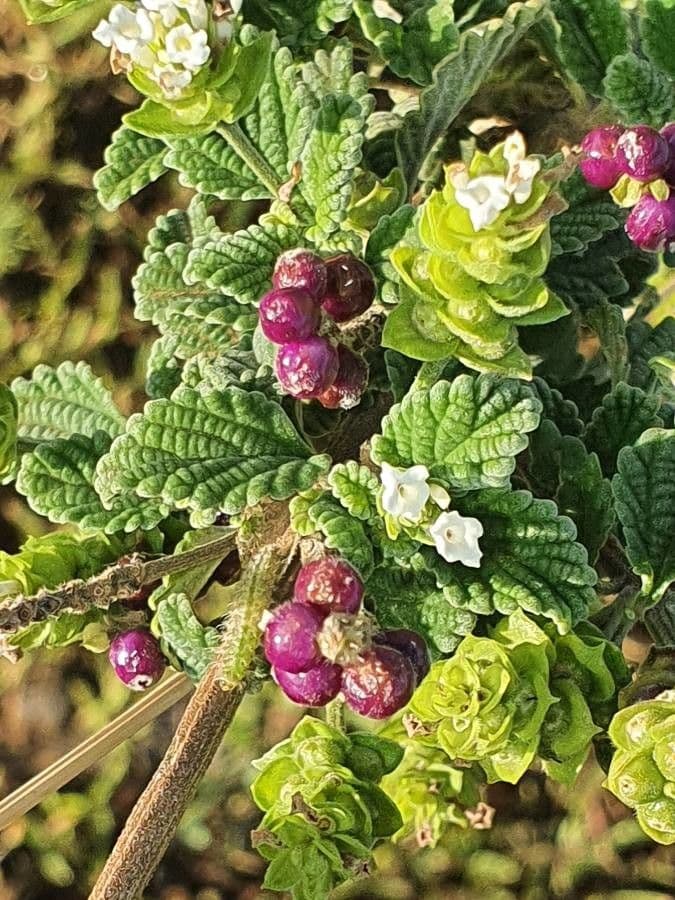 Lippia de Java 3