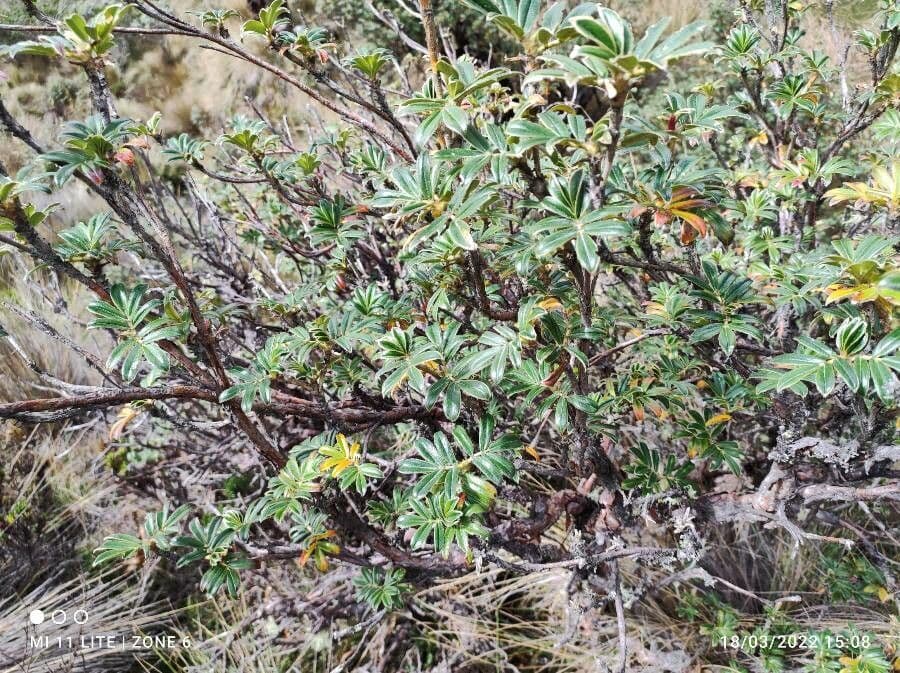 Polylepis sericea 3