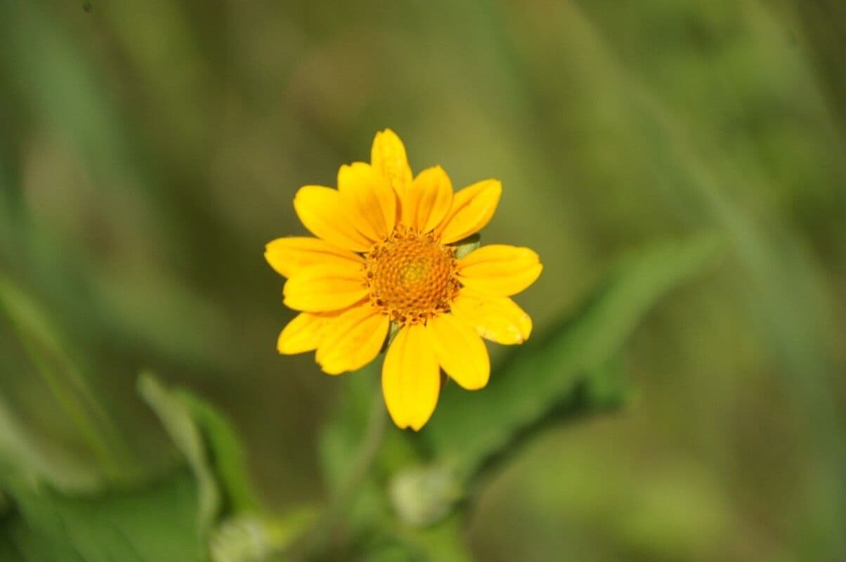 Girasole occidentale 4