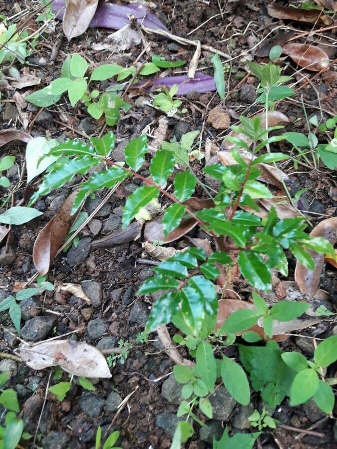 Zanthoxylum 2