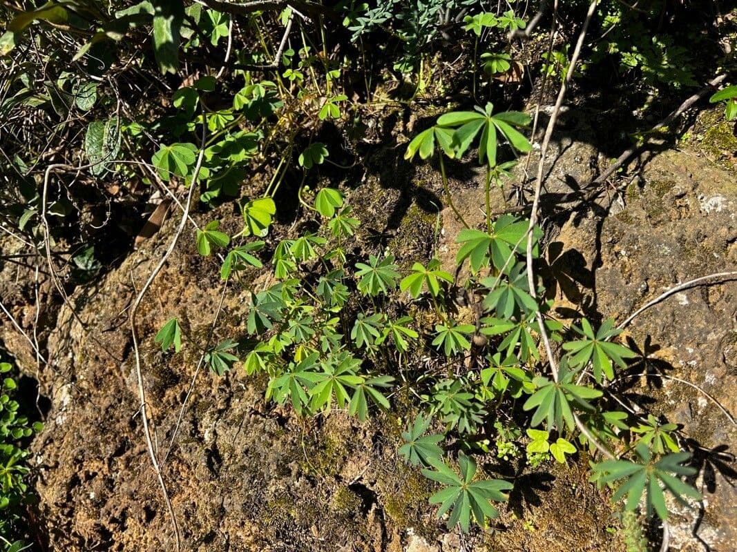 Acetosa divergente