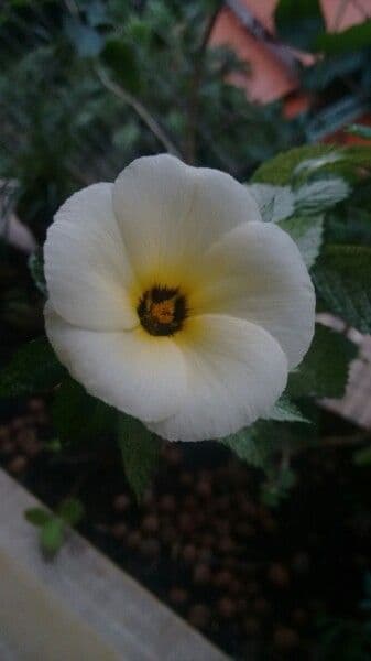 Turnera subulata 2