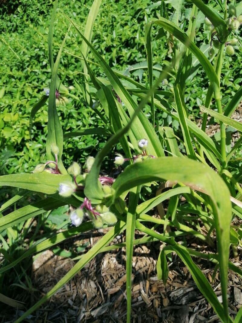 Tradescantia bracteata 4