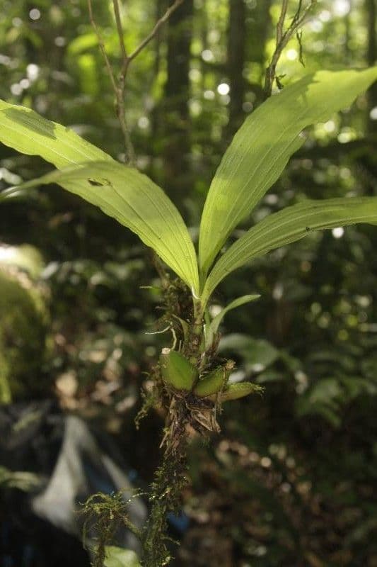 Paphinia 8