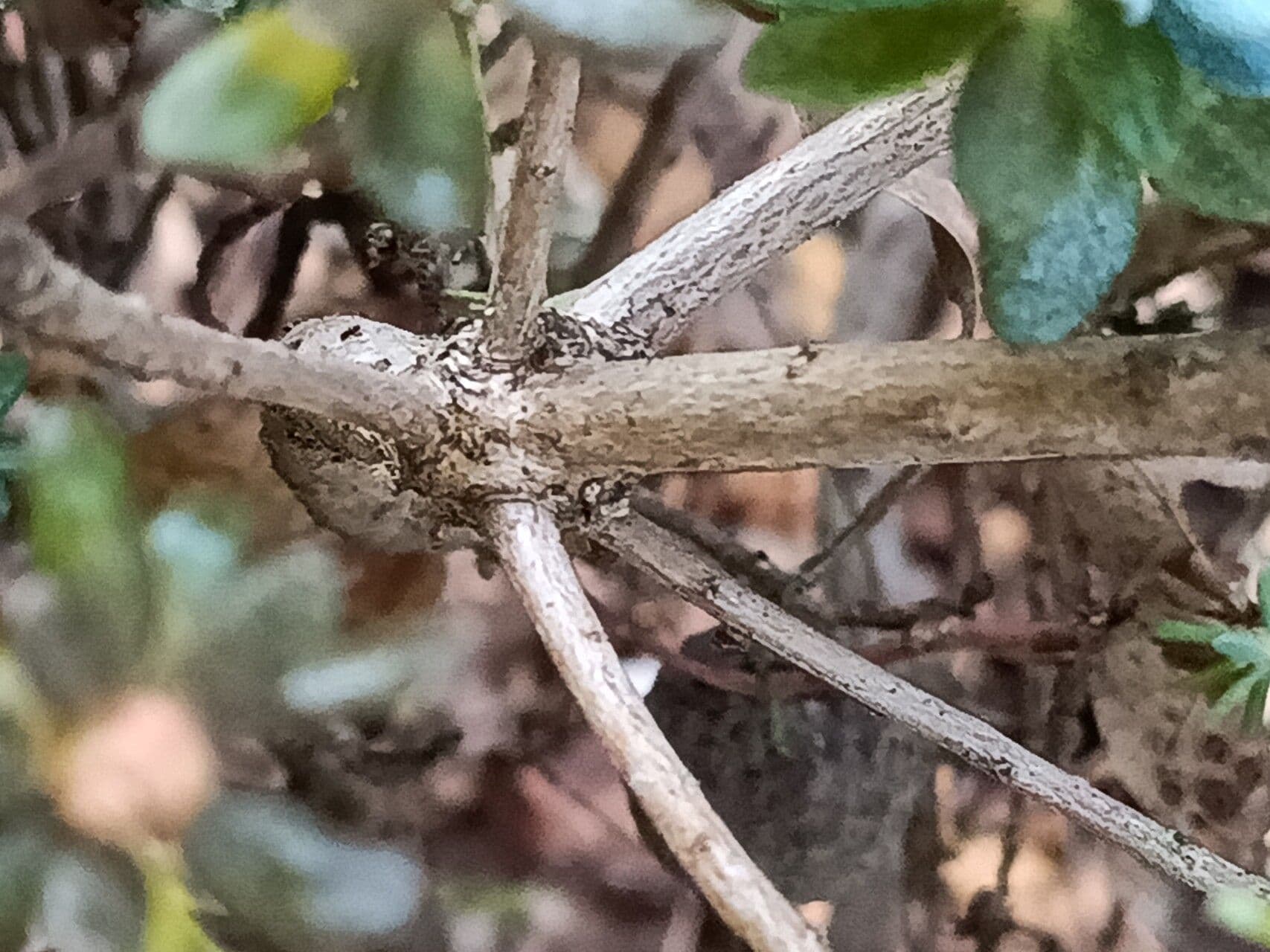 Rododendro 12