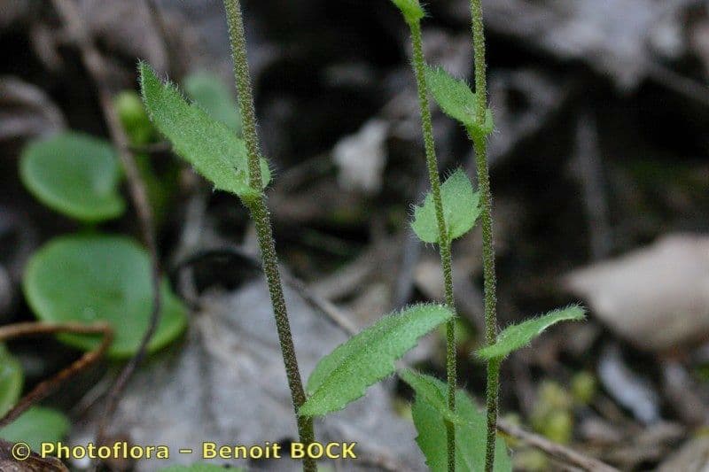 Draba murale 23