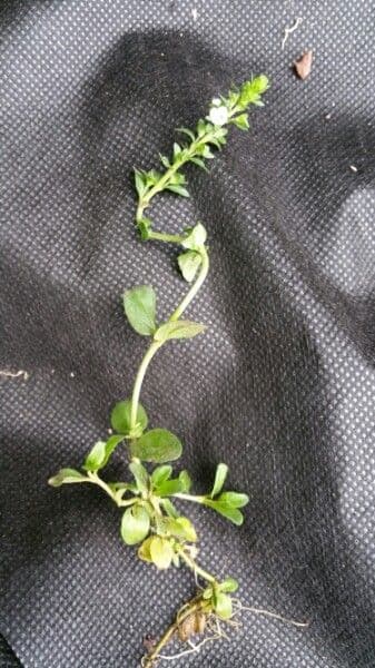 Veronica serpilifolia 21