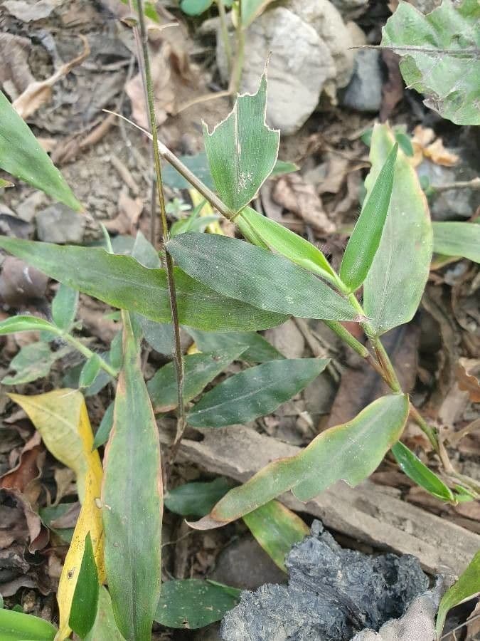 Wavyleaf basketgrass 8