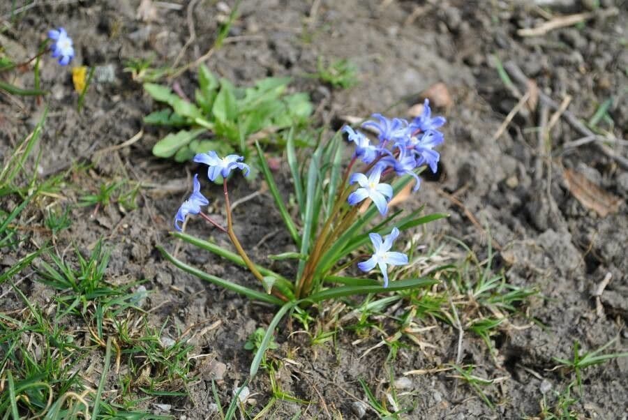 Scilla di Boissier 10