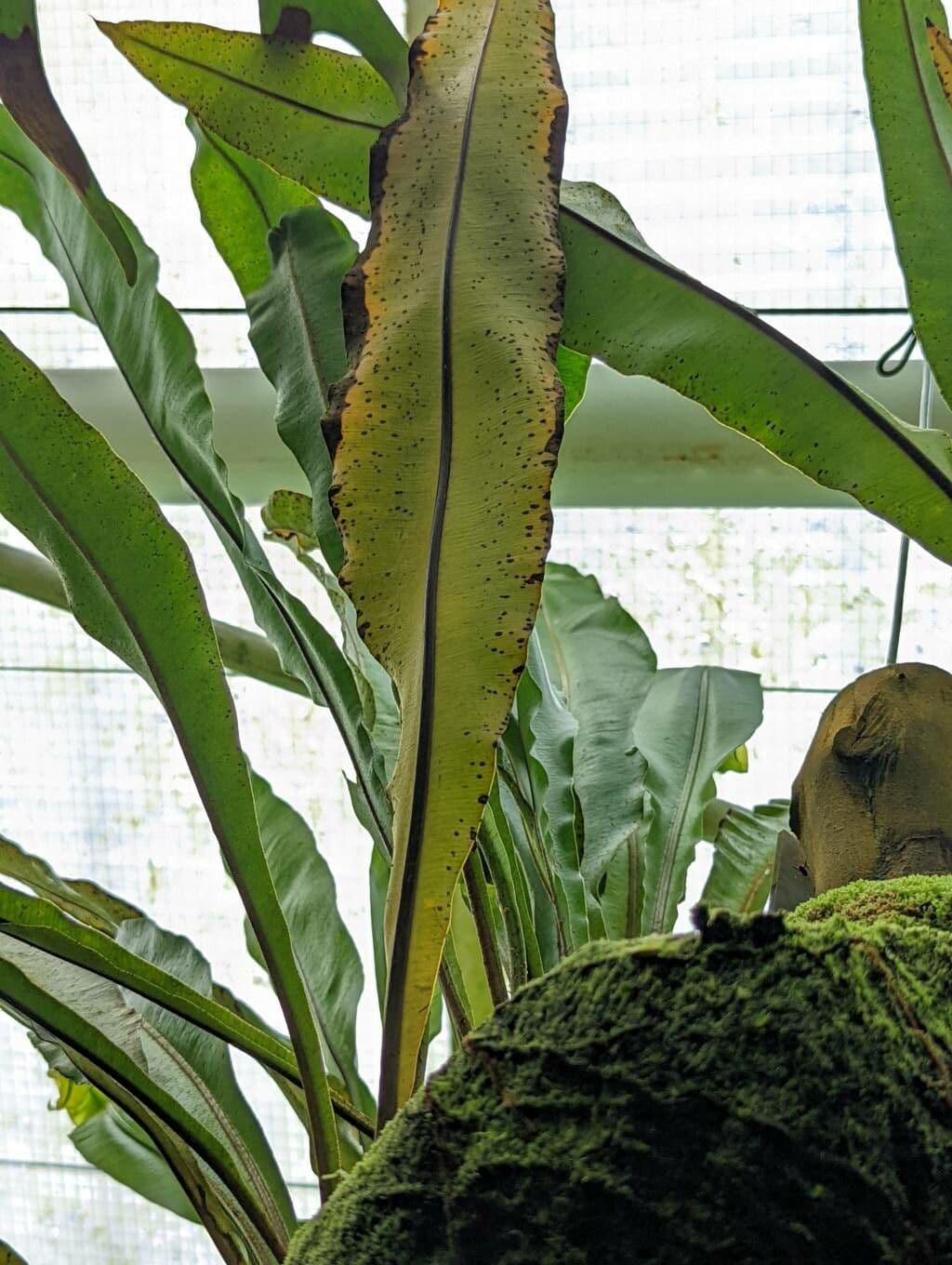 Elaphoglossum 2